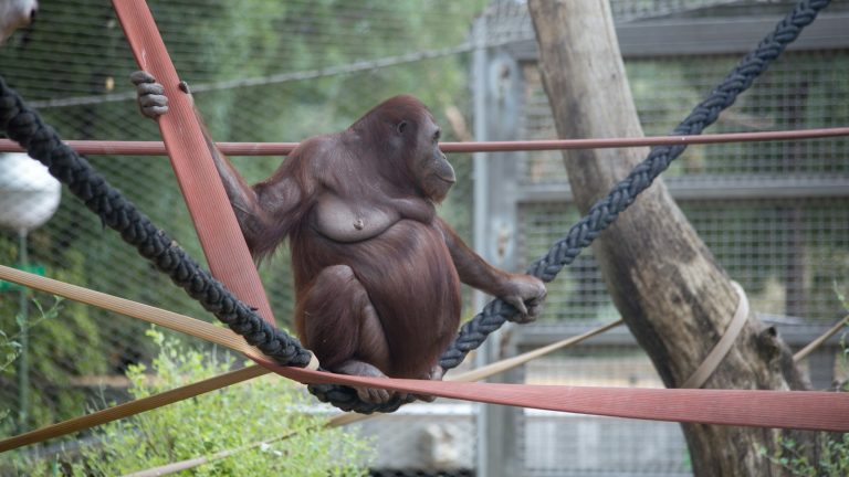 Bezoek dierentuin Keulen: Een onvergetelijk avontuur